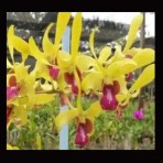 Dendrobium Caesar Yellow Red Lip